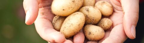 Kiemremming aardappelen