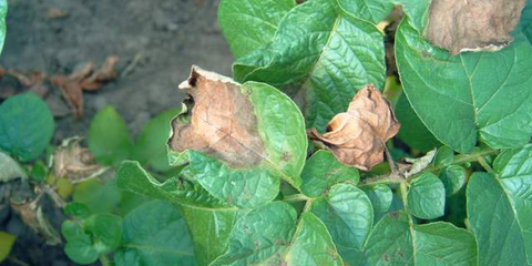 Phytophthora infestans
