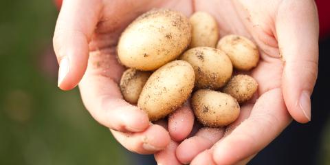 Kiemremming aardappelen
